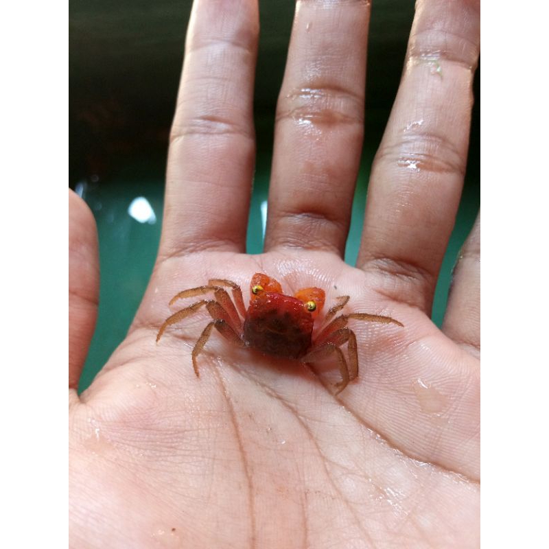 vampir_crab_kepiting_hias