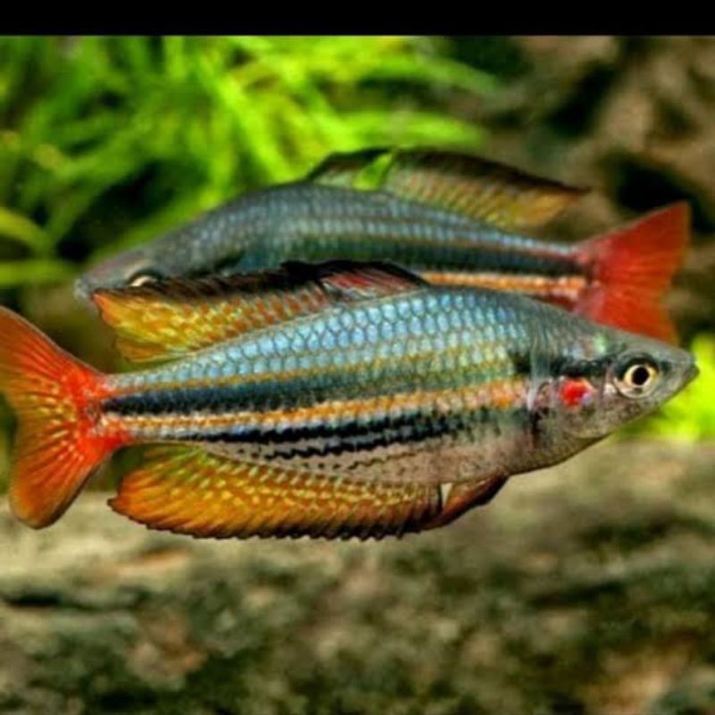 Rainbow makaloci ikan hias aquascape