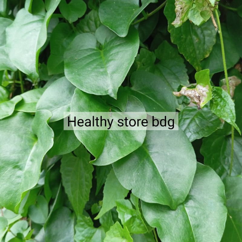 

Daun binahong segar petik langsung 250 gram