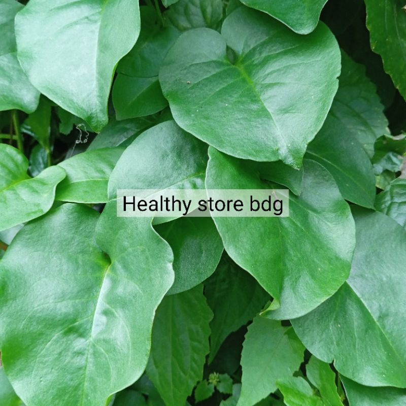 

Daun binahong segar petik langsung paket 500 gram