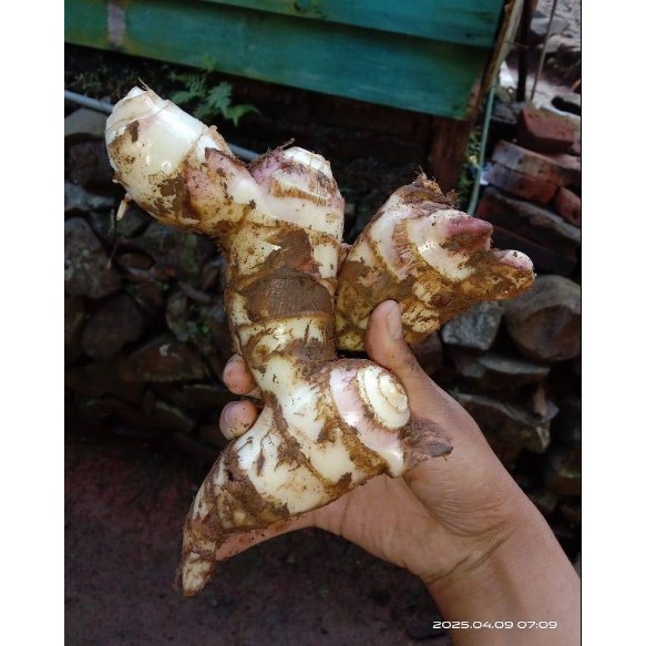 1 kg Ganyong Mentah Canna edulis / Umbi Ganyong Segar Alami