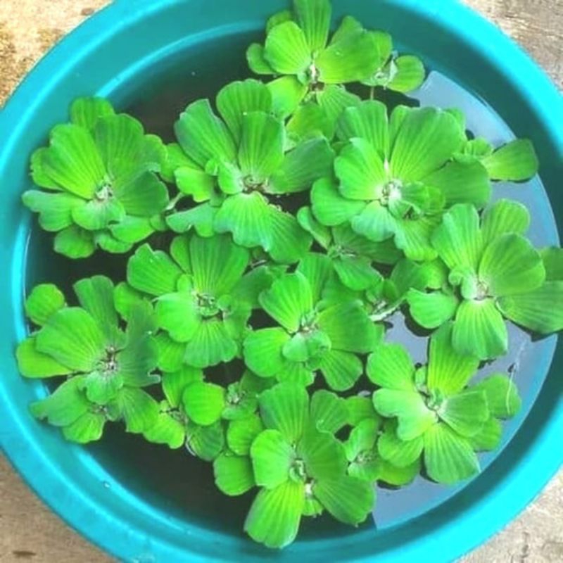 Tanaman Air Apung Apung Jumbo