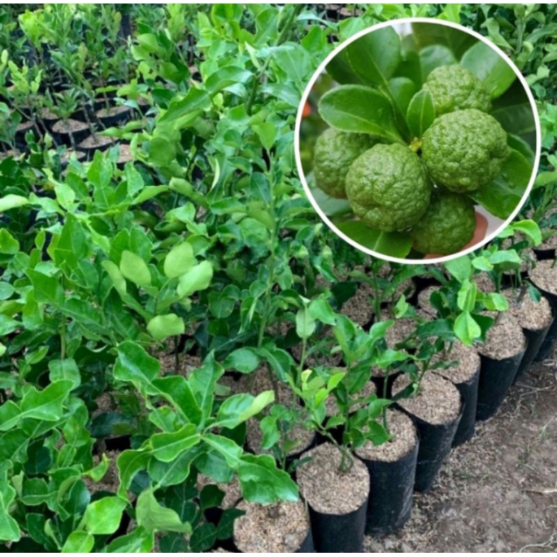 Bibit Jeruk Purut Okulasi Super Jeruk Purut Cangkok - Bibit Tanaman Jeruk Purut Untuk Masak