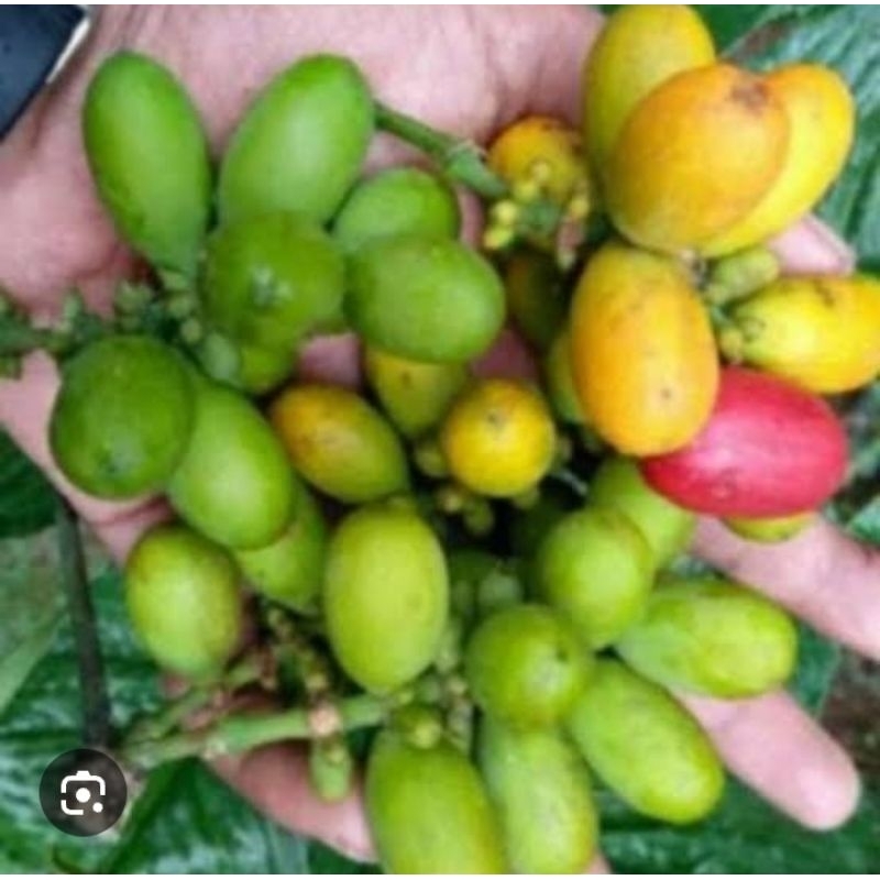 

1kg buah melinjo utuh segar