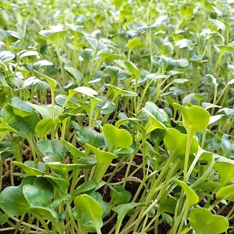 

Sayur Microgreen Broccoli 50 gram Freshcut Siap Makan