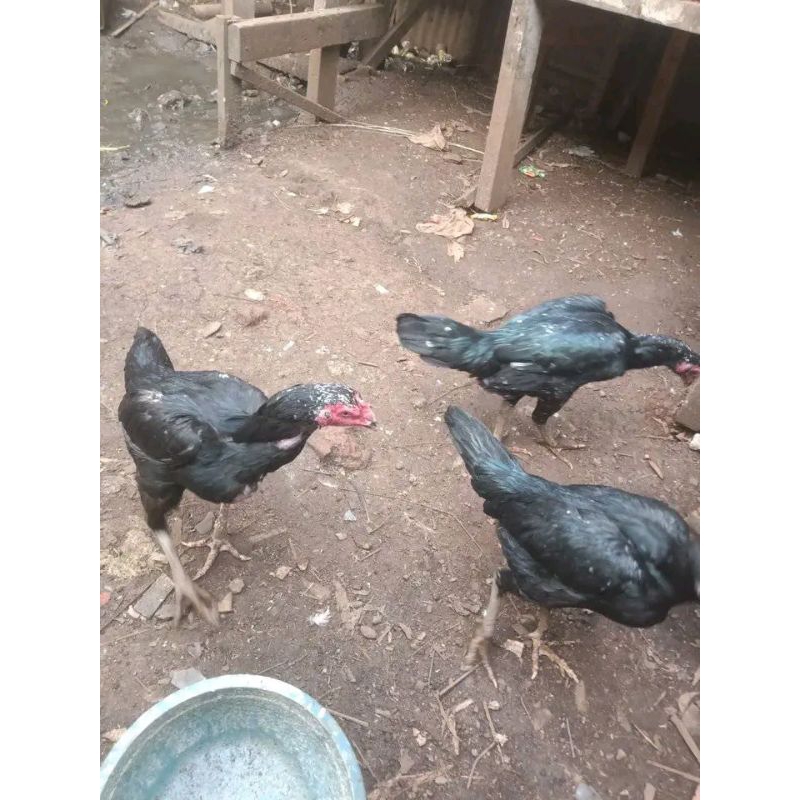 Ayam betina babon biang Bangkok super 6bulan