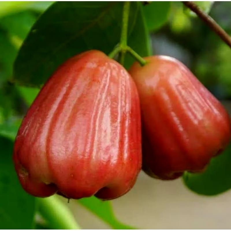 bibit buah jambu air king rose jumbo