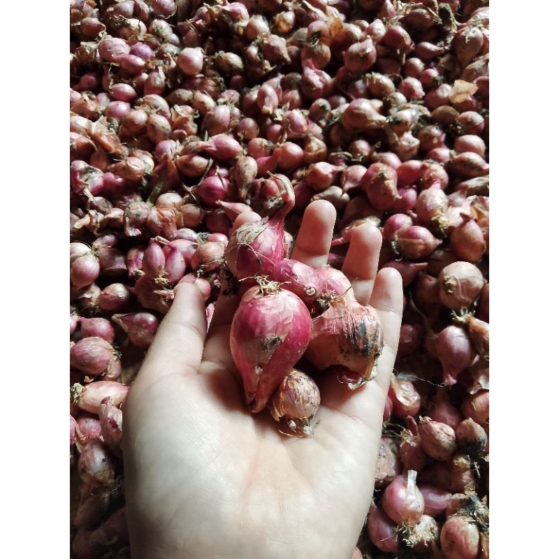 

1Kg Bawang Merah Asli Nganjuk