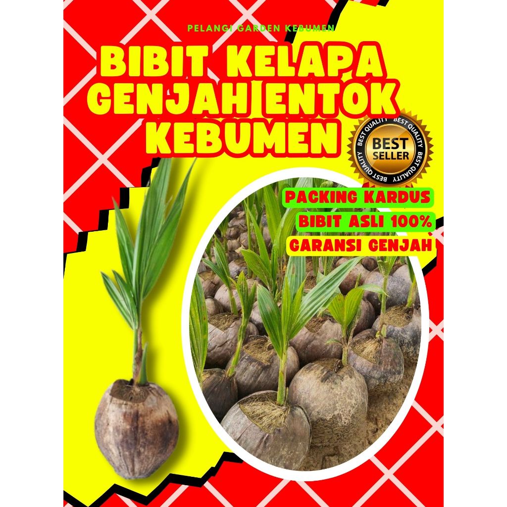 TERBAIK.. Pohon Kelapa Besar, Pohon Kelapa Bonsai, Pohon Kelapa Buah Besar