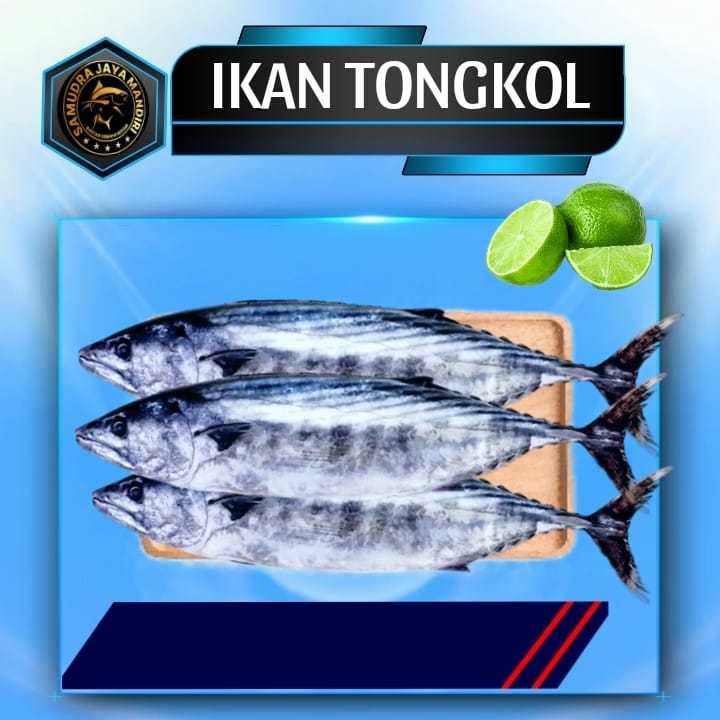 

Ikan Cakalang Segar Fresh Frozen Beku