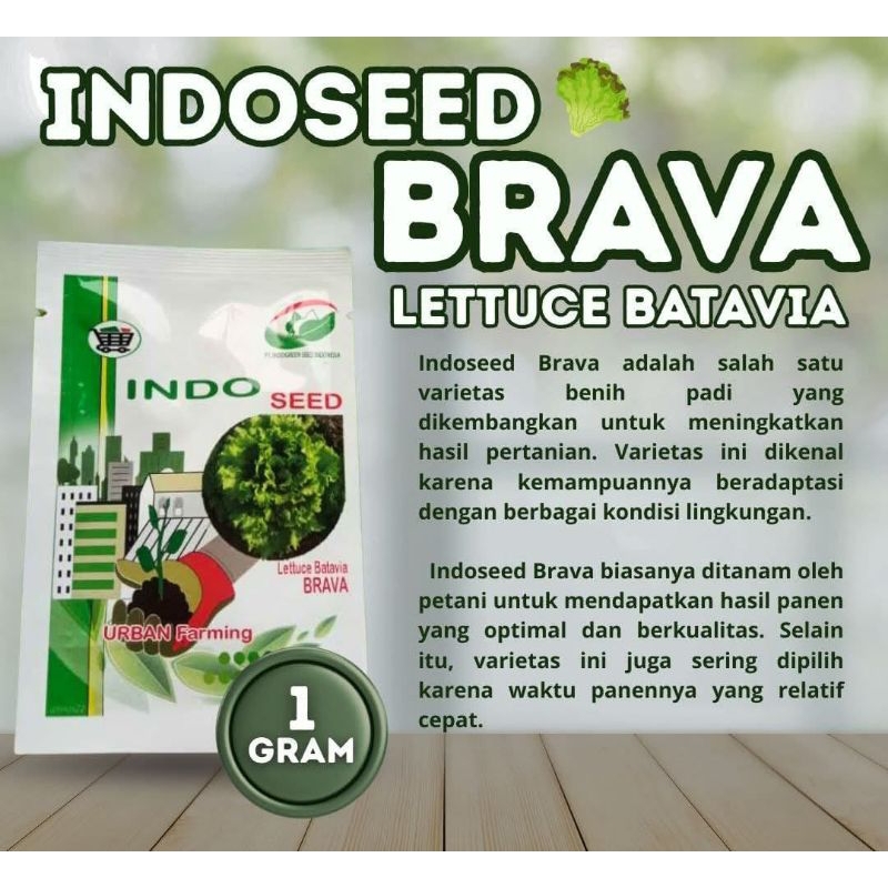 Benih Selada Keriting Brava 1gr Indo Seed