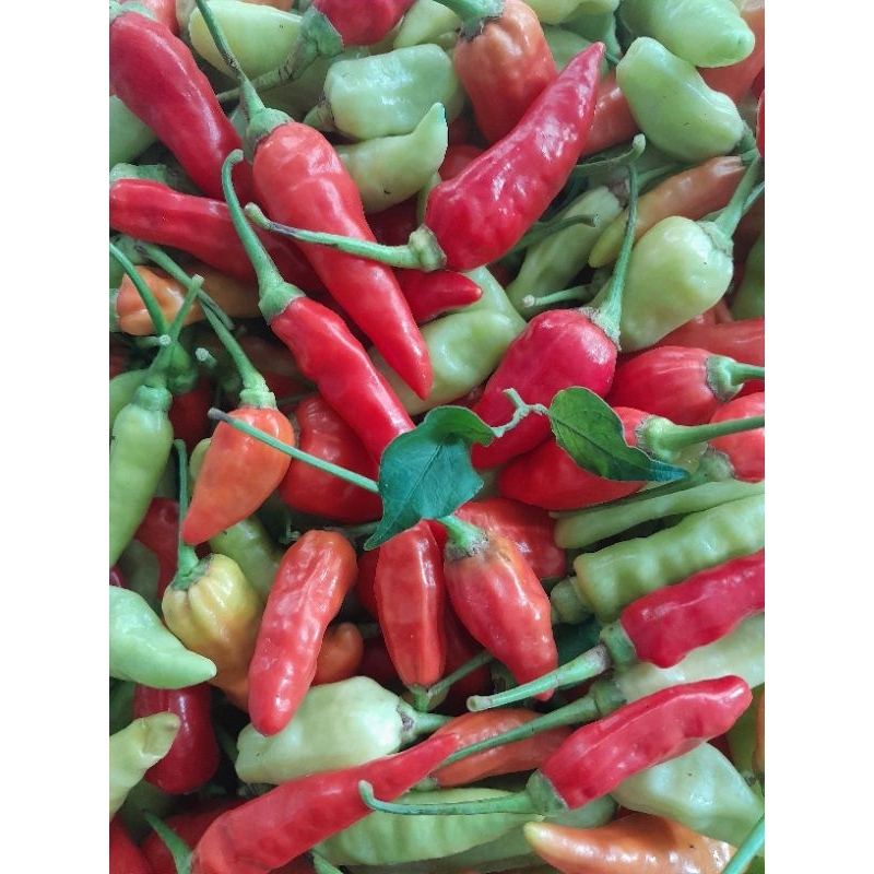 

Cabe Rawit Putih Campur 1kg