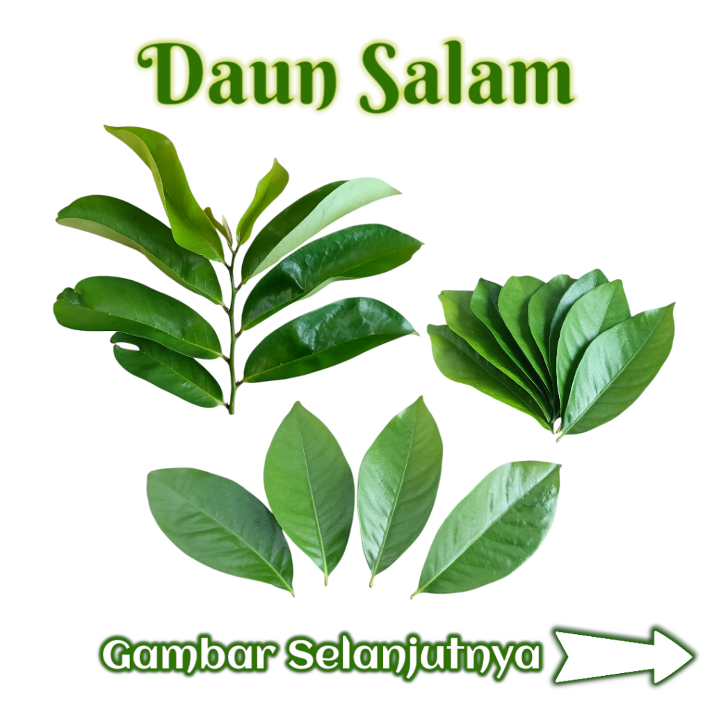 

Daun salam segar/godong salam fresh di petik saat di order perlembar