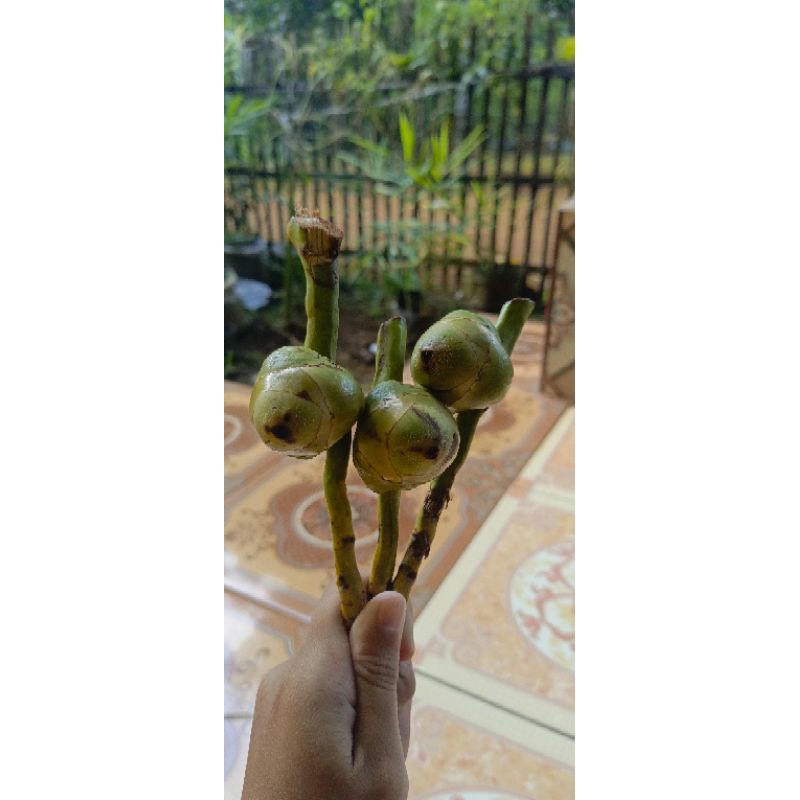 

BULULUK KELAPA SEGAR
