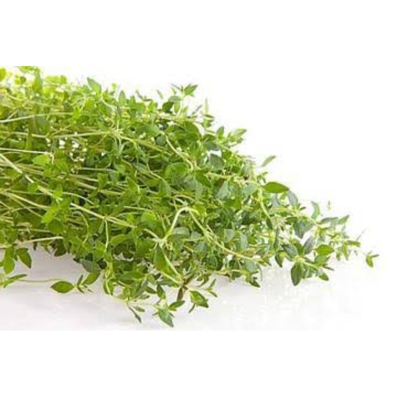 

Daun Thyme Fresh 50gr