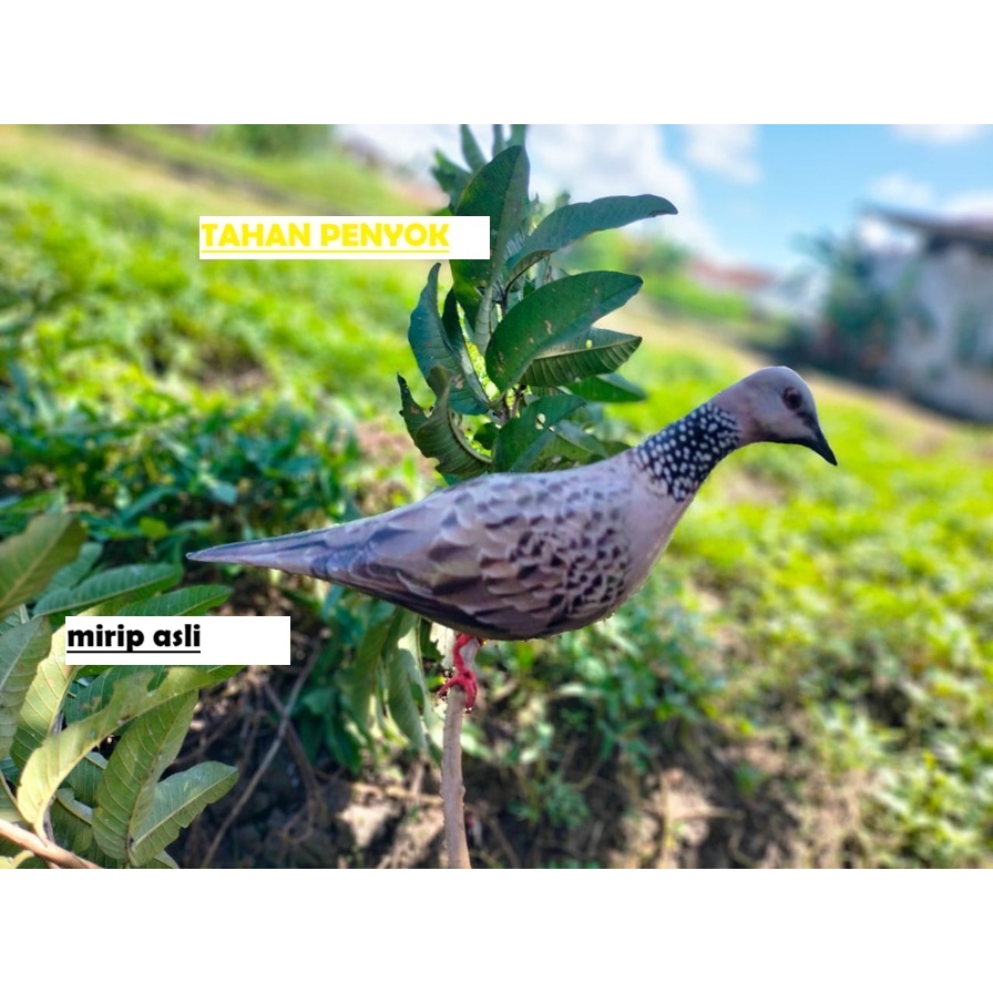 JONTROT BURUNG TEKUKUR MIRIP ASLI PIKAT MANUK TIKUKUR PATUNG TEKUKUR AMPUH