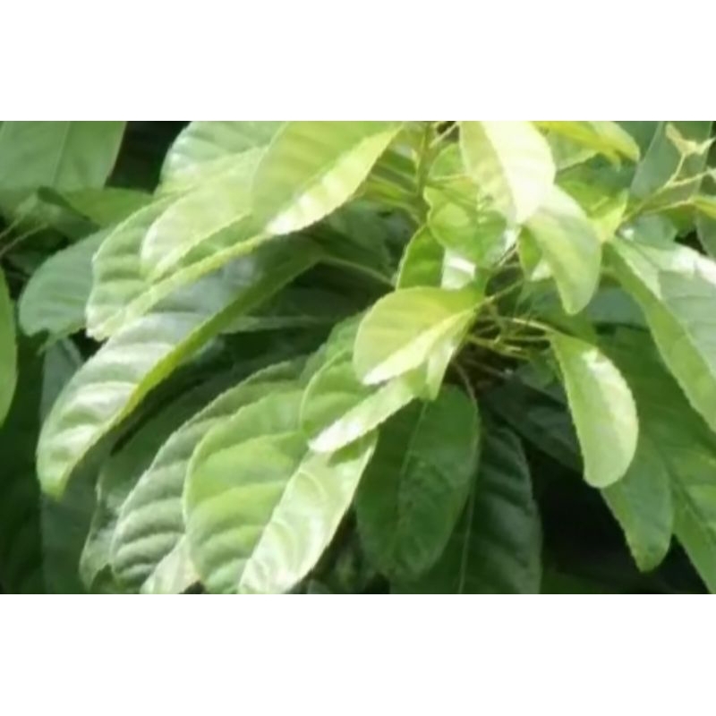 

daun hantap, obat herbal per 500g