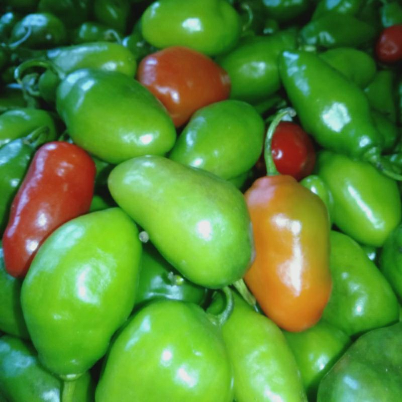 

CABE GENDOT SEGAR, PAKET HEMAT ISI 1KG, SPESIAL BUAH/SAYUR CABE GENDOT TORAJA