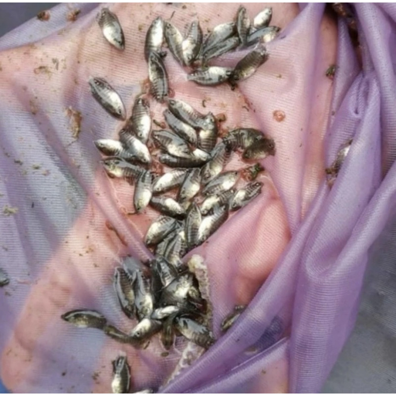 gurame nguaci paket 100 ekor