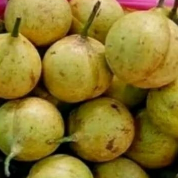 

buah pala segar 500 gr