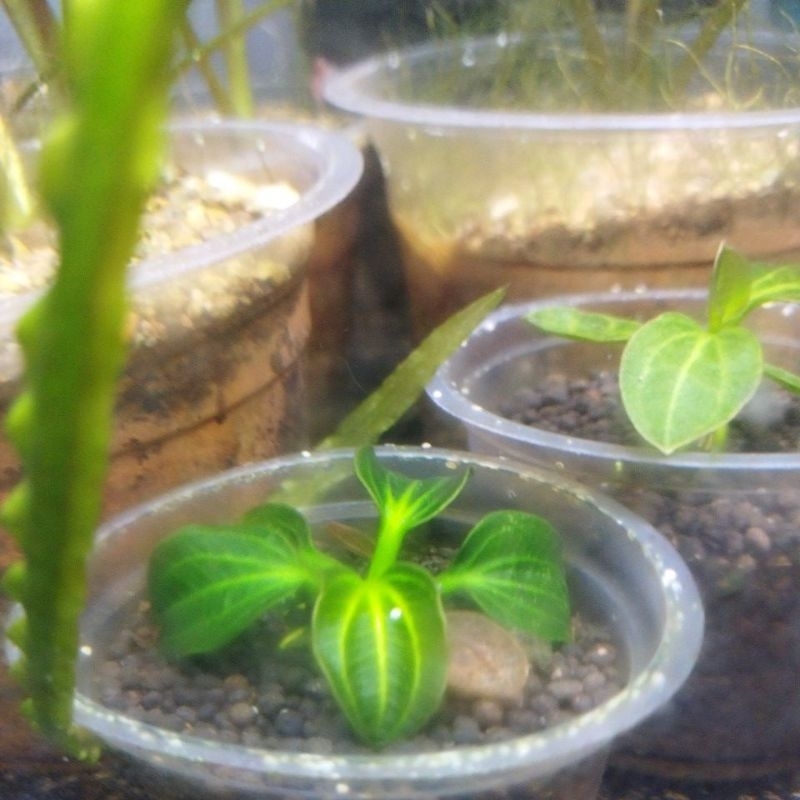 iguazu echinodorus iguazu tanaman aquascape tanaman air