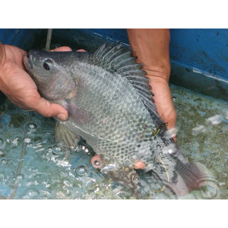 ikan nila indukan 6 ekor