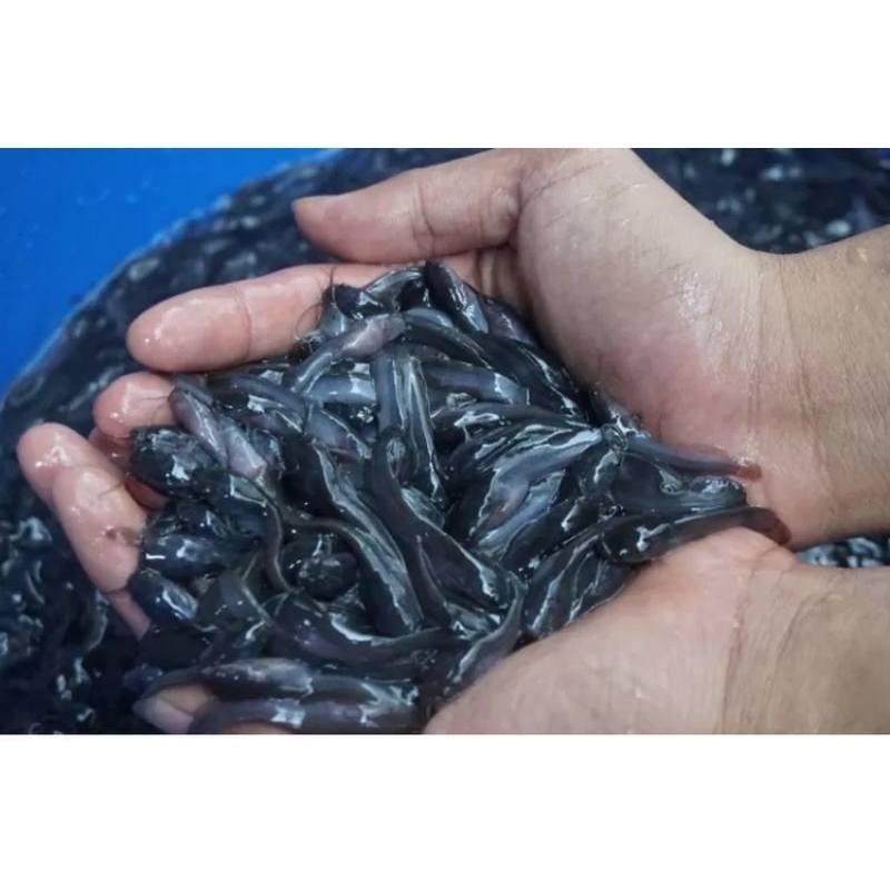 bibit ikan lele isi 50 ekor, ukuran 2-3 cm