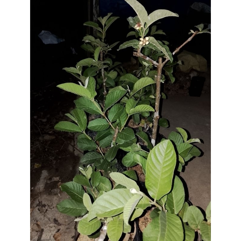 

jambu kristal putih tanpa biji