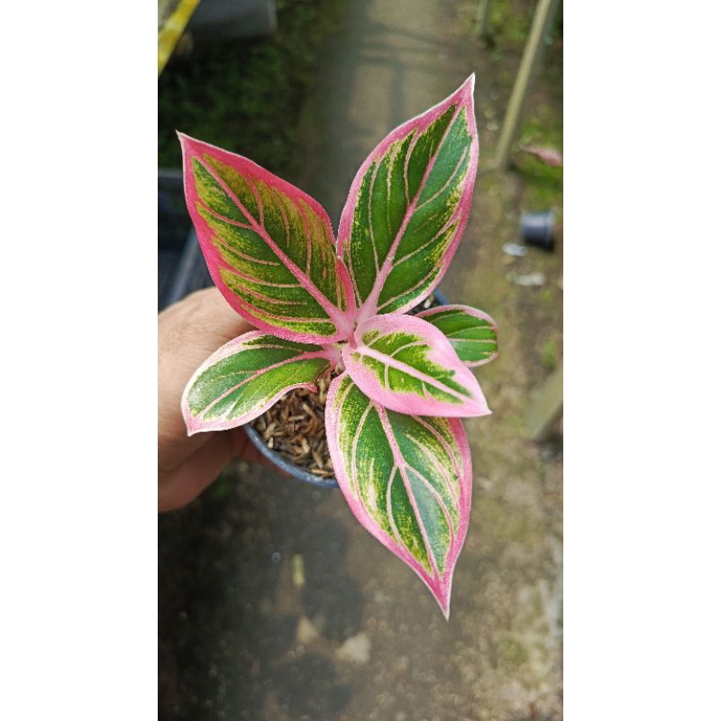 Aglaonema Lotus delight