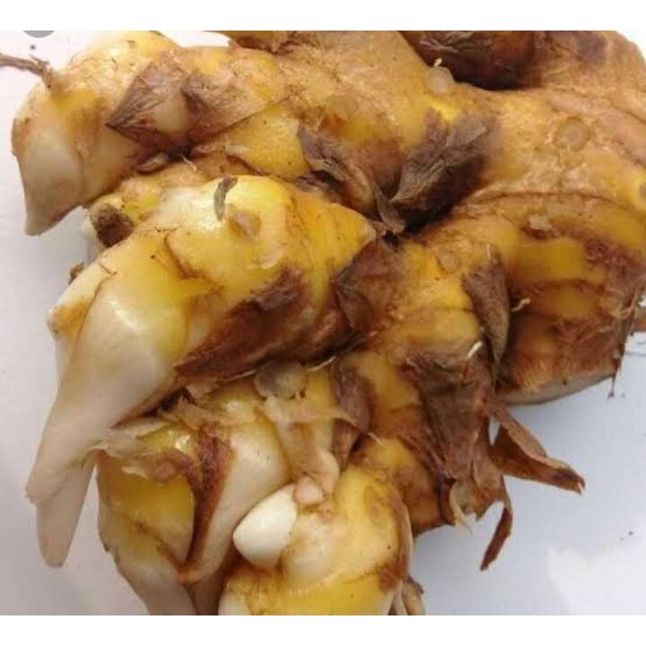 

Jual Bangle / Panglai Segar dan Tua 250gr untuk Sawan dan Jamu