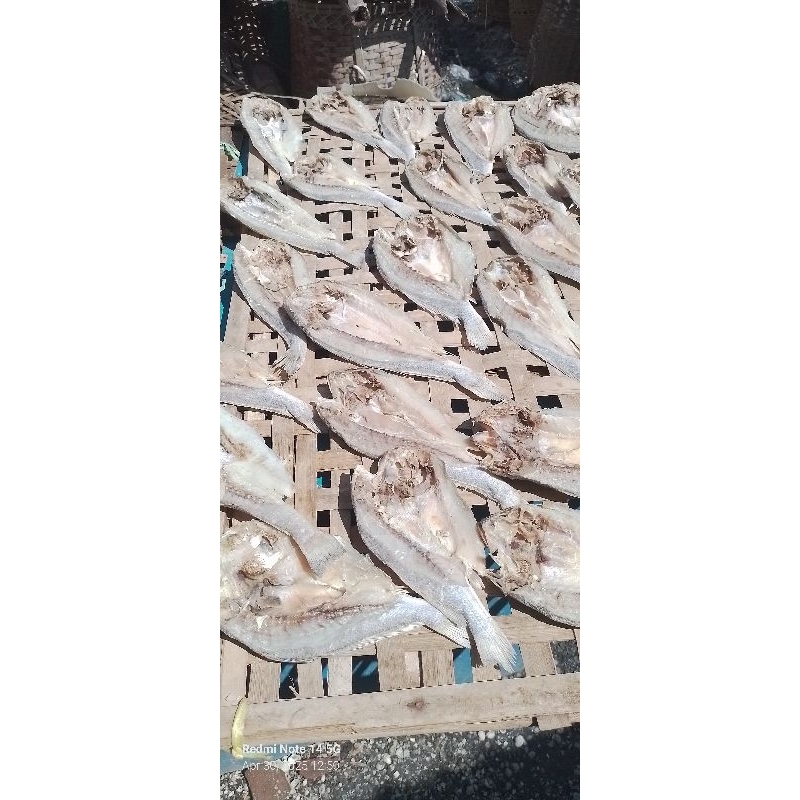 

ikan.Gulama/ikan.batu.250gram.Rp.5000
