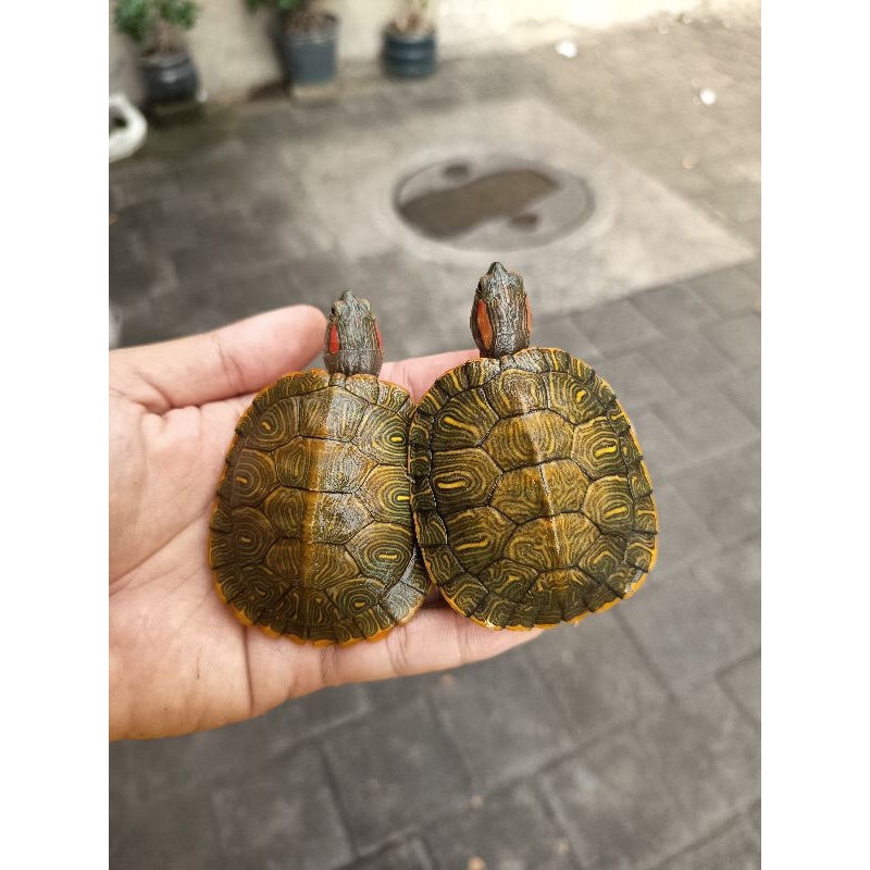 Pelet Kura Brazil Medium