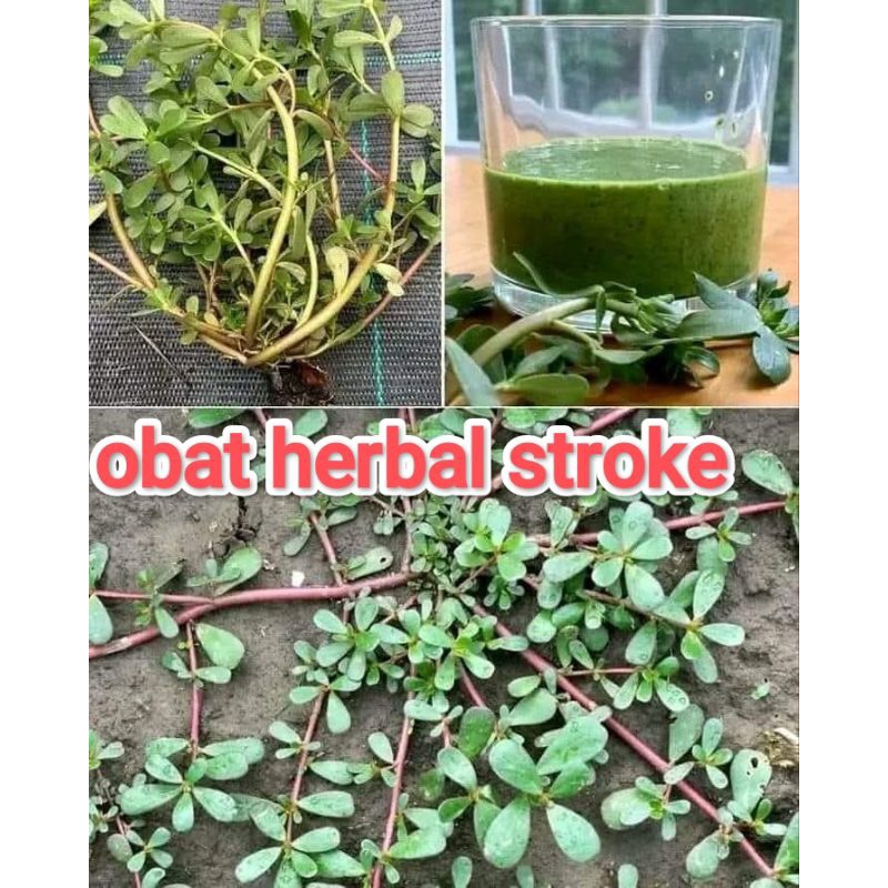 

herbal stroke | pohon krokot segar 500gr