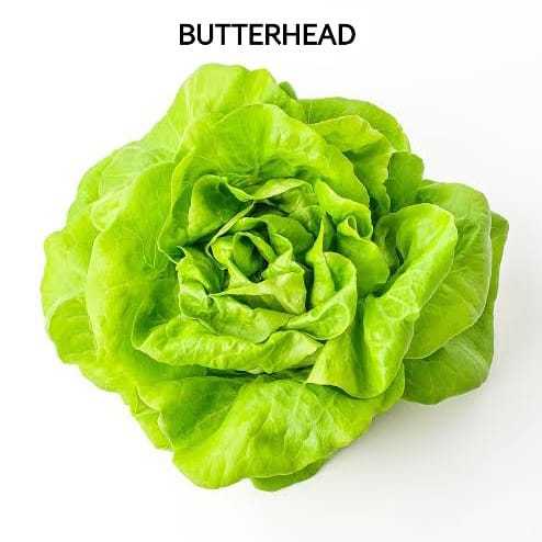 

Selada Butterhead lettuce Hidroponik Sayuran Hijau Salad