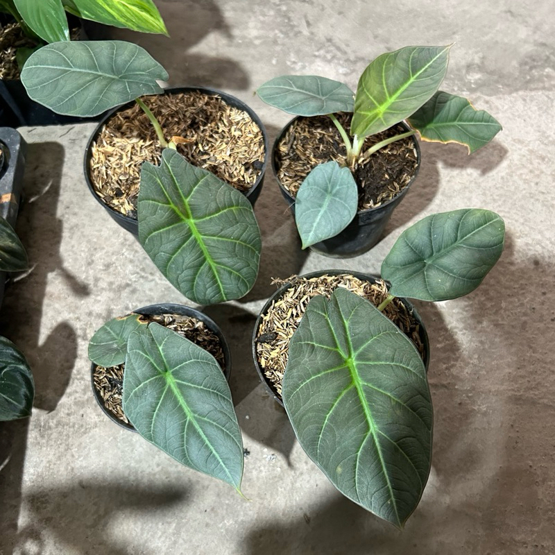 Alocasia Maharani