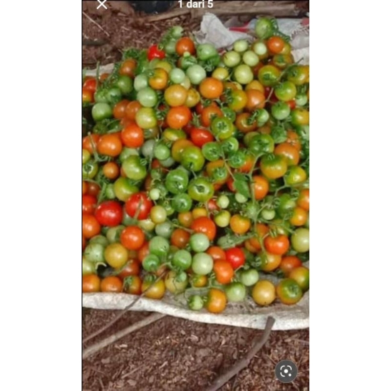 

Rampai Segar 250 gram