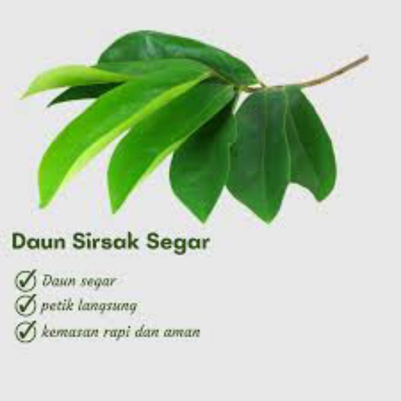 

daun sirsak segar organik/samsul herbal