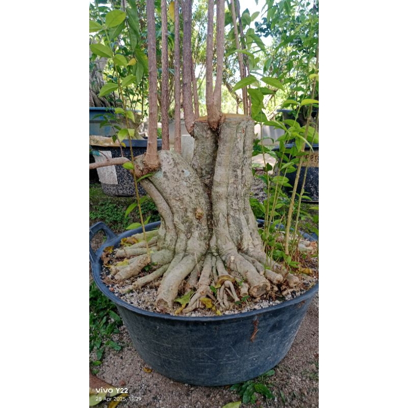 bahan bonsai anting putri(program akar)