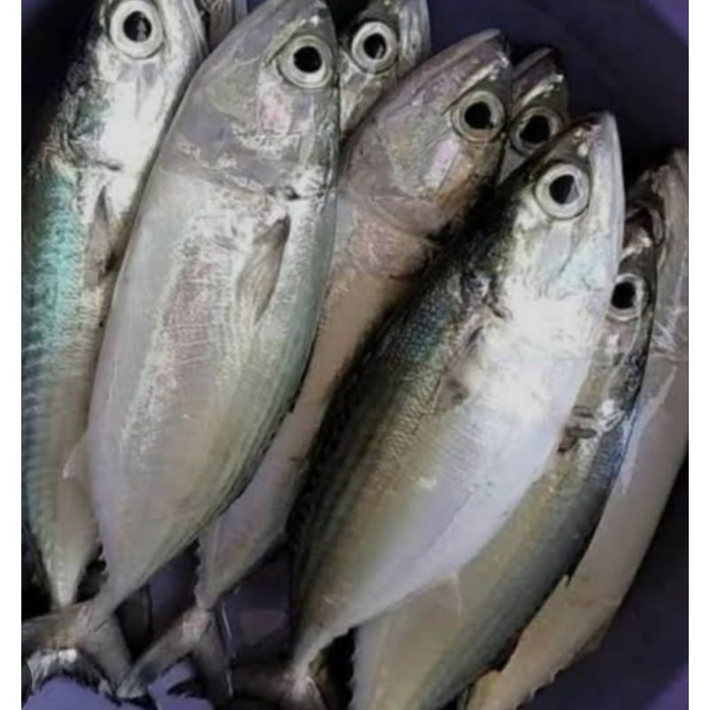 

ikan kembung besar segar,500g1kg