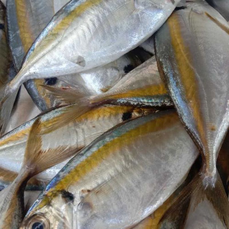 

ikan selar segar 500,1kg