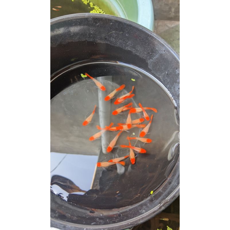 stiker albino koi