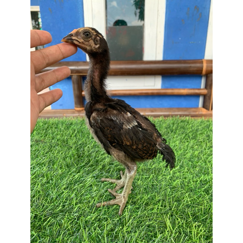 Ayam_Bulbi