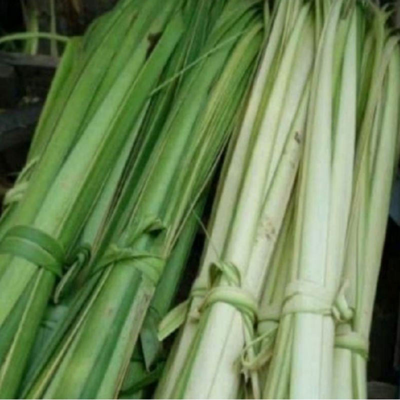 

25 lembar Daun Kelapa Segar Muda & Tua