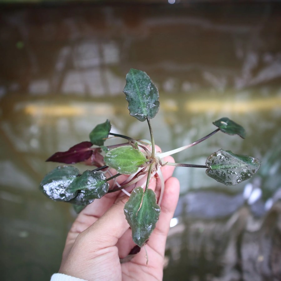 Tanaman Endemik Cryptocoryne Aura - Tanaman Endemik Indonesia