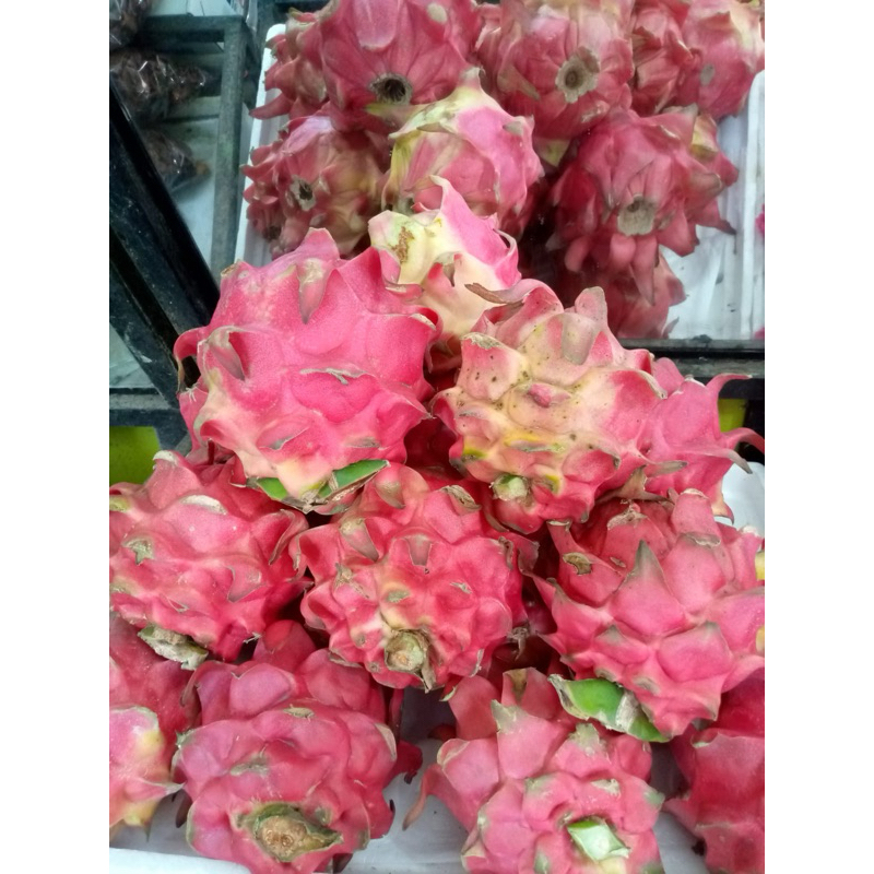 

[ FRESH ] Buah Naga murah segar stok baru