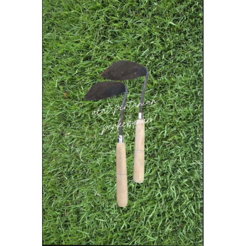 wangkil garuk miring, garukan rumput