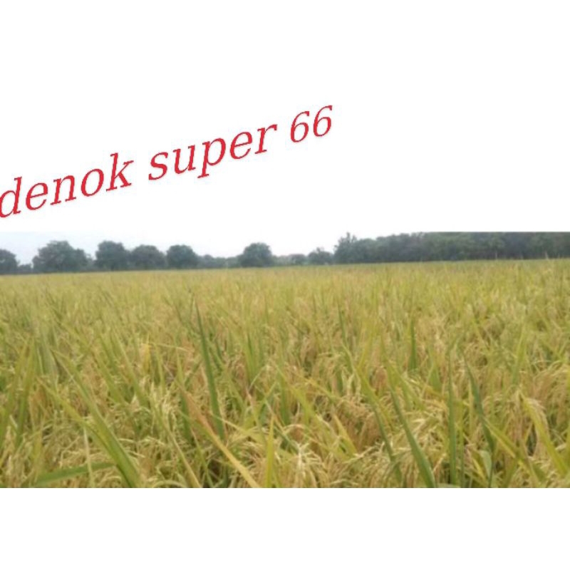 benih padi Denok super 66 (1kg)