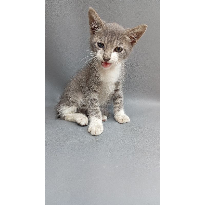 Adopsi Kucing ras Persia, Peaknose