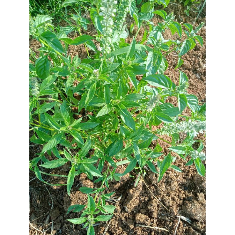 

Daun surawung/kemangi per 250g
