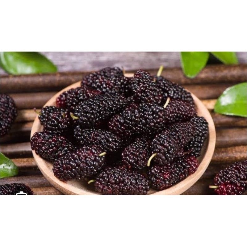 

LIANG CHA - buah mulberry kering kwalitas impor 1kg kemasan pack